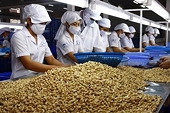 Hệ sinh thái tận dụng FTA - giải pháp để xuất khẩu điều thoát 'kiếp gia công', tăng giá trị