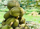 Sầu riêng đông lạnh - động lực mới cho xuất khẩu trái cây thời gian tới