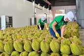Xuất khẩu nông lâm thủy sản năm 2024 có thể vượt 60 tỷ USD