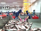 Trung Quốc tăng nhập cá tra nguyên con, doanh nghiệp xuất tiểu ngạch hưởng lợi