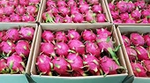 Xuất khẩu nông sản đòi hỏi sự linh hoạt của doanh nghiệp