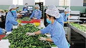Vượt hàng rào phi thuế quan vào EU