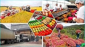 Nông sản: Điểm sáng trong xuất khẩu hàng hóa