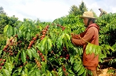 Lùi một năm thực thi EUDR, Việt Nam thêm thời gian đảm bảo chuỗi cung ứng