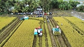 Làn sóng đổi mới trong canh tác lúa gạo