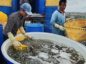 Chế biến vỏ tôm mang lại tỉ đô, tại sao doanh nghiệp lại ‘chê’?