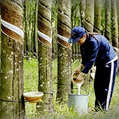 Xuất khẩu cao su sang Hoa Kỳ tăng mạnh
