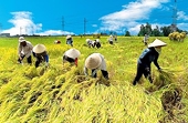 Thương mại nông nghiệp Việt Nam - Vương quốc Anh còn nhiều dư địa tạo đột phá