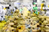 Thắng lớn tại Trung Quốc, xuất khẩu rau quả “về đích” sớm