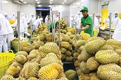 Thắng lớn tại Trung Quốc, xuất khẩu rau quả “về đích” sớm