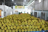Xuất khẩu sầu riêng dần chiếm ''miếng bánh'' thị phần tại Trung Quốc