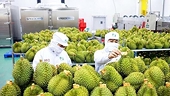 Để hàng Việt ‘bám rễ’ thị trường Hoa Kỳ