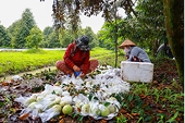 Ngành rau quả chung tay đưa xuất khẩu đạt 10 tỷ USD