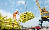 Kỳ vọng xuất khẩu gạo năm 2025