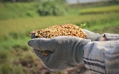 Giá gạo xuất khẩu đang thấp nhất thế giới, giải pháp nào cho gạo Việt?