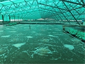 Mục tiêu 10 tỉ đô la xuất khẩu tôm mới đạt một nửa, về đích cách nào?
