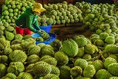 Siết kiểm tra từ gốc sầu riêng xuất khẩu sang Trung Quốc