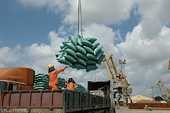 Dự báo, giá gạo xuất khẩu sẽ sớm tăng trở lại