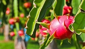 Xuất khẩu nông sản: Cần xây dựng barie từ đồng ruộng