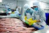 Xuất khẩu cá tra: Đón nhiều triển vọng tích cực