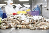 Xuất khẩu tôm Việt Nam khởi sắc đầu năm 2025: Trung Quốc dẫn đầu, Mỹ và EU ổn định