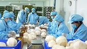 Xuất khẩu rau quả: Doanh nghiệp cần bình tĩnh ứng phó trước "bão" thuế quan
