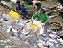 Doanh nghiệp xuất khẩu cá tra tạm 'thở phào' khi có 90 ngày hoãn thuế