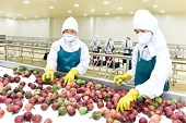 Xuất khẩu rau quả: Đầu "không xuôi", đuôi "khó lọt"