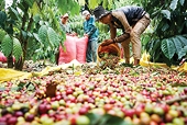 Xuất khẩu nông sản tận dụng “khoảng lặng” để giữ thị trường Hoa Kỳ