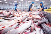 Xuất khẩu cá tra giữ đà tăng trưởng