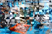 EC lùi thời gian thanh tra “thẻ vàng” IUU đến cuối năm
