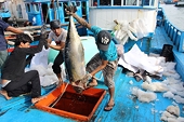 EC lùi thời gian thanh tra “thẻ vàng” IUU đến cuối năm