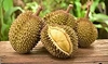 Sầu riêng Thái đi luồng xanh vào thẳng Trung Quốc, Việt Nam vẫn mãi loay hoay