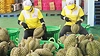 Sầu riêng “tắc đường”: Doanh nghiệp kiến nghị khoanh vùng “báo động đỏ”
