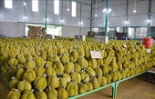 Tháo gỡ khó khăn trước thềm vụ thu hoạch sầu riêng