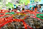 Đa dạng hóa thị trường để xuất khẩu tôm “lách qua khe cửa hẹp”