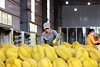Kiểm soát chặt chất lượng sầu riêng từ khâu trồng trọt đến từng container xuất khẩu
