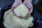 Việt Nam chuẩn bị xuất khẩu lô gạo phát thải thấp đầu tiên sang Nhật Bản