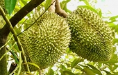 Sầu riêng tươi không phải ký lại Nghị định thư