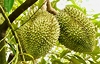 Sầu riêng tươi không phải ký lại Nghị định thư