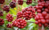Triển vọng mới cho thương mại Việt Nam – EU