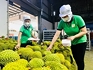 Trái cây Việt ra sao khi Trung Quốc tăng nhập khẩu của nước khác?