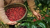 Từ cà phê đến công nghệ cao: Xuất khẩu Việt Nam vẽ đường đi giữa "mây mù" kinh tế