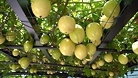 Các Nghị định thư tạo bước tiến cho xuất khẩu nông sản sang thị trường Trung Quốc