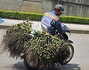 Vì sao Việt Nam tăng mạnh việc nhập khẩu cau?