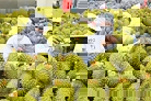 Khắc phục sụt giảm xuất khẩu rau quả: Yếu tố sống còn là chất lượng