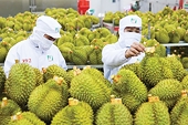 Khắc phục sụt giảm xuất khẩu rau quả: Yếu tố sống còn là chất lượng