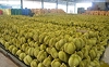 Láng giềng Việt Nam đón tin vui: 112 trang trại sầu riêng chính thức được cấp phép xuất khẩu sang thị trường Trung Quốc