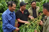 Thủ tướng lệnh đẩy mạnh chế biến sâu cà phê và xuất khẩu cá ngừ sang thị trường EVFTA