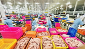 Xây chuỗi - mở kênh: Đòn bẩy mới để nông thủy sản chinh phục EU